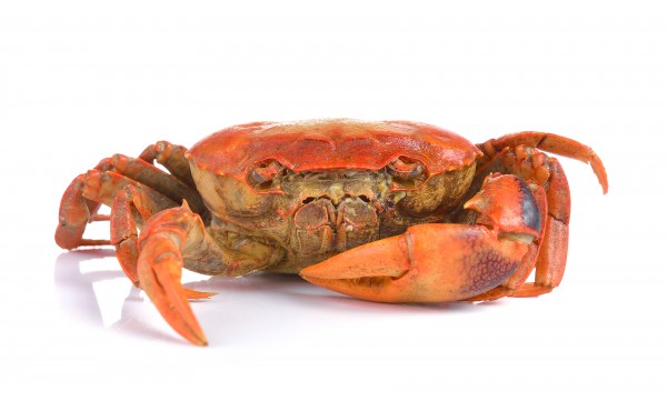 Crab Extract (edible)