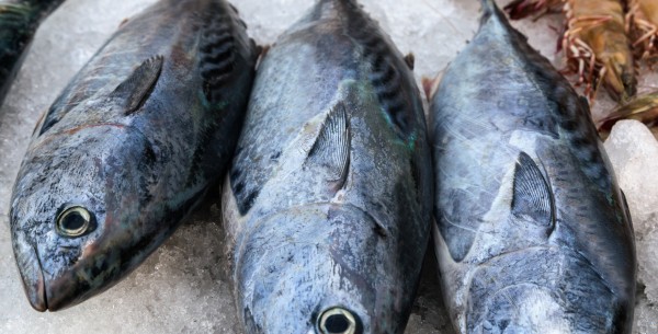 Tuna Extract Paste (edible)