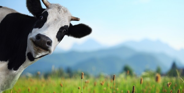 Dairy Ingredients