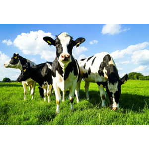 Milk Powders
