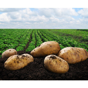 Dehydrated Potato Products